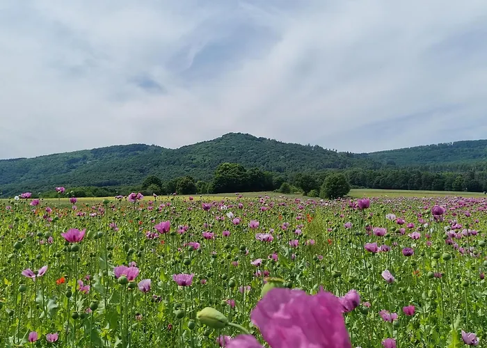 Am Kupferbach Appartement Wolfterode (Meissner)